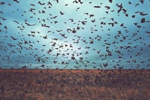 Birds flying over a field set against a lovely blue sky. Photo taken by Thomas Zimmerman.